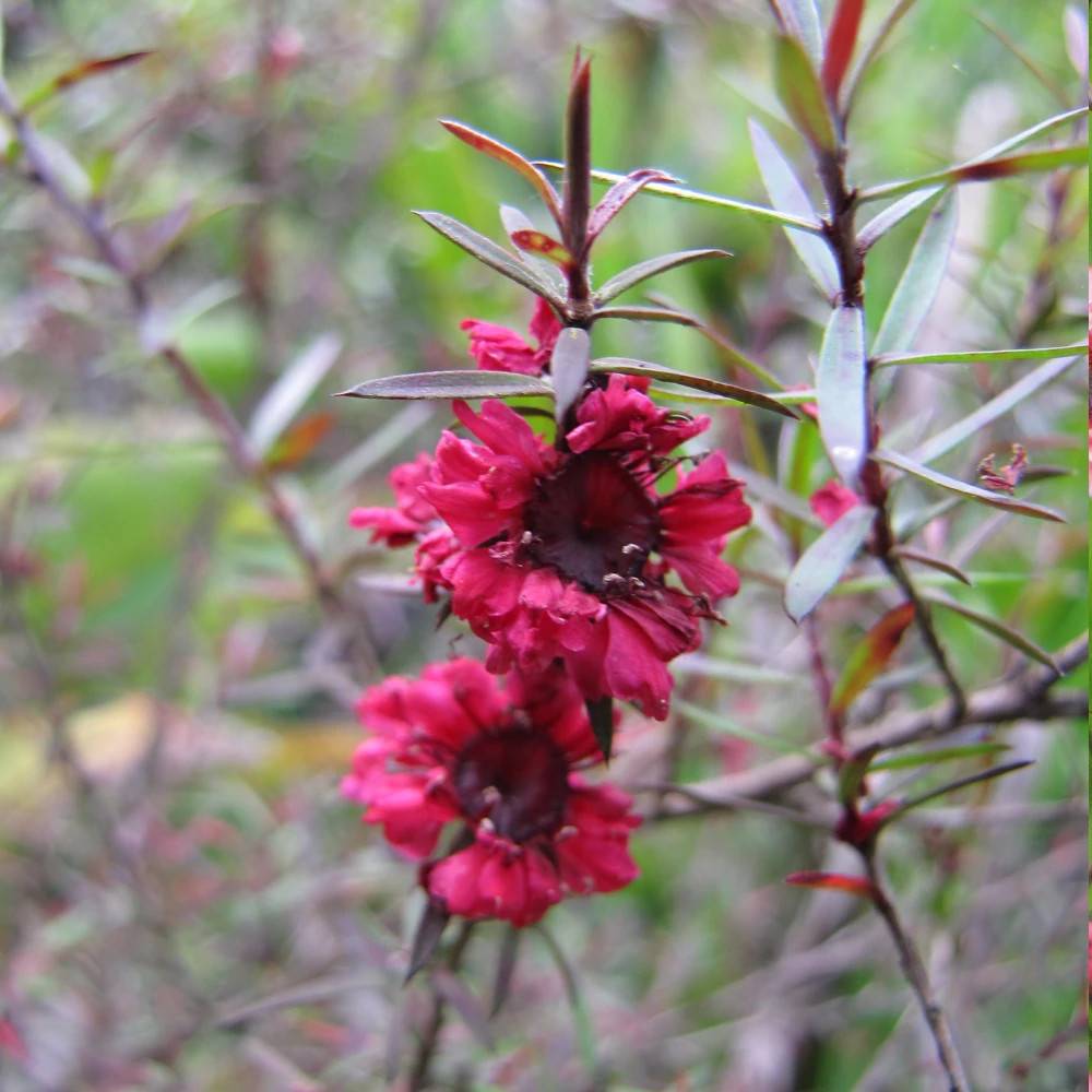 Leptospermum Red Damask, Arbre à thé à fleurs Rouge/ - feuillage Persistant - Pot de 3L - 20/40 cm