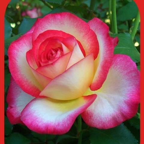 Rosier Leo Ferré  Pot de 4L/5L
