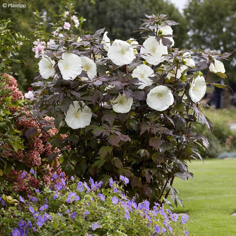 Hibiscus moscheutos Carousel Ghost - Hibiscus des marais Godet de 8/9 cm