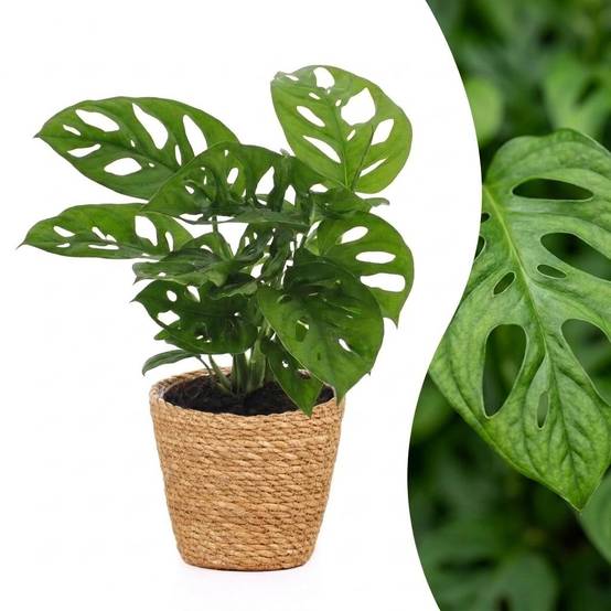 Monstera adansonii - avec panier - Ø12cm - ↕25cm - Plantes d’intérieur - Image 1