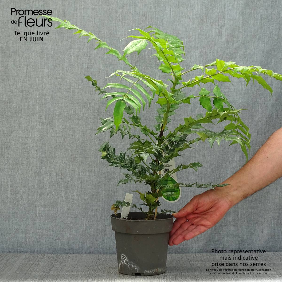Mahonia (x) media Charity Pot de 2L/3L - Image 2