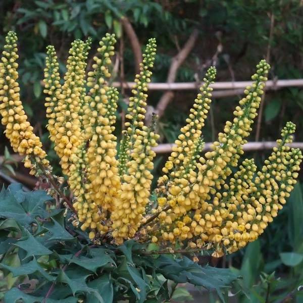 Mahonia (x) media Charity Pot de 2L/3L - Image 1
