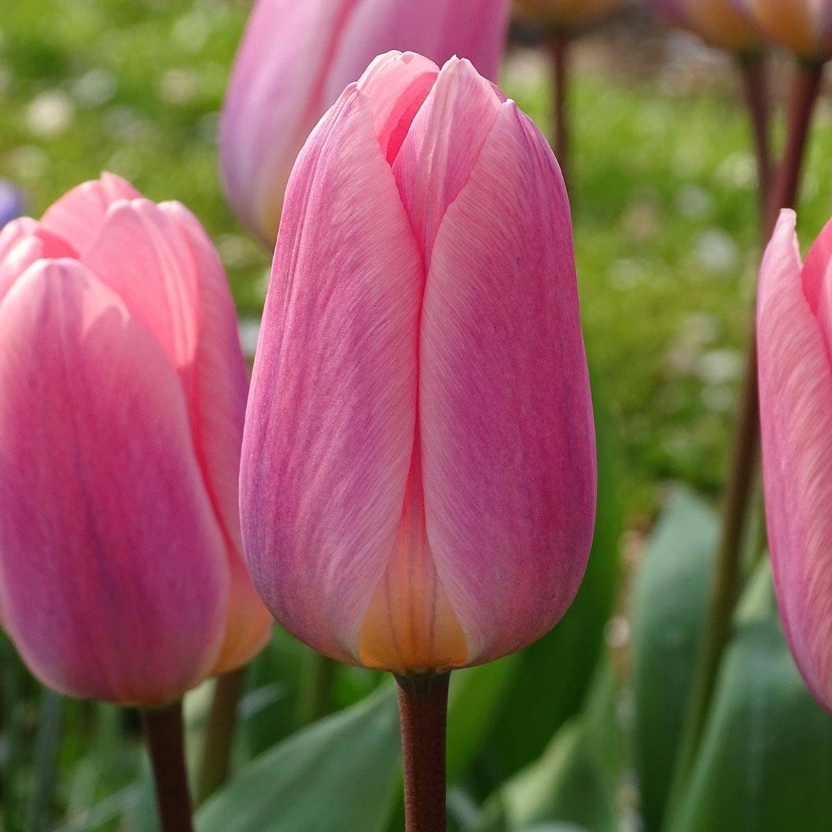 Promesse de Fleurs - Tulipe Darwin Light and Dreamy Bulbe calibre 11+ (par 6)