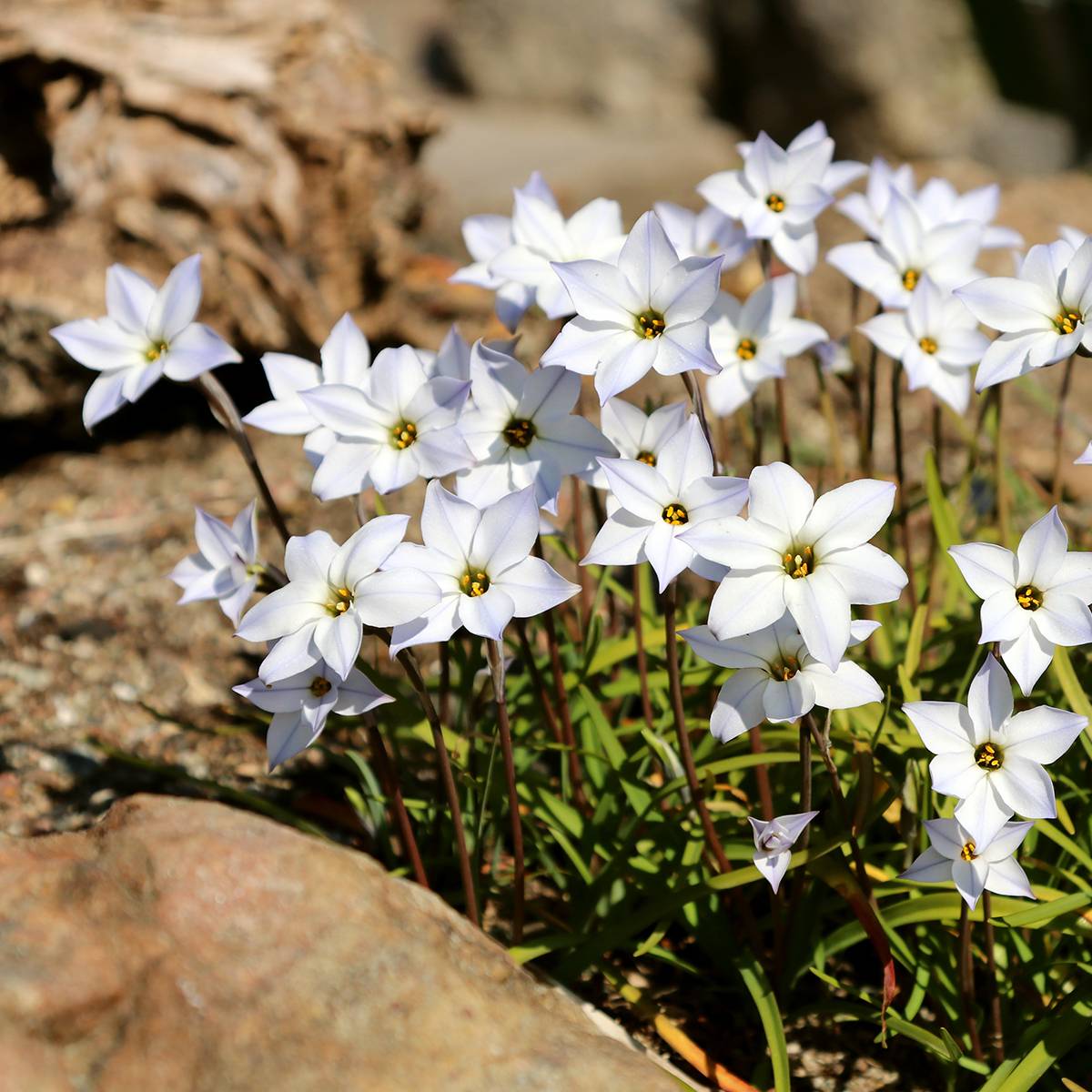 Promesse de Fleurs - Ipheion uniflorum White Star Bulbe calibre I (par 10)
