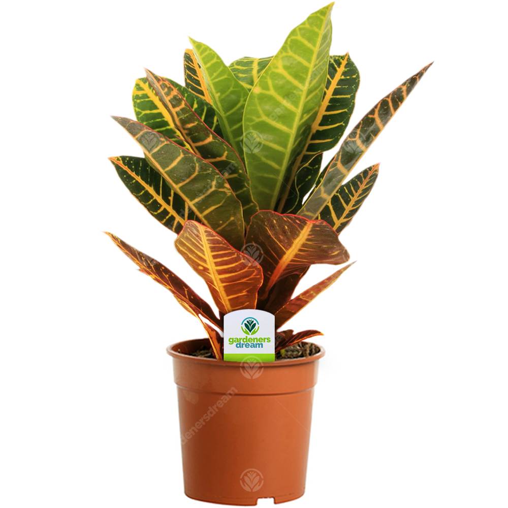 Gardenersdream - Codiaeum Petra - 1 Plante – Pour Maison Ou Bureau Arbrisseau D'Intérieur Vivant En Pot De 13 Cm - GardenersDream - Image 1
