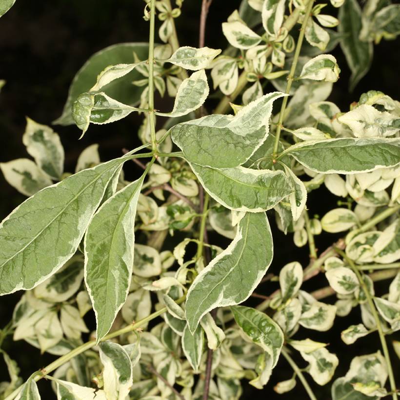 Promesse de Fleurs - Euonymus phellomanus Silver Surprise - Fusain de Chine Pot de 4L/5L, Tige