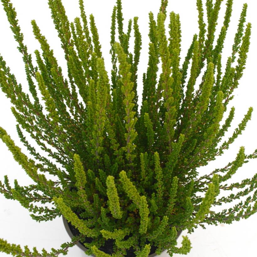 Promesse de Fleurs - Bruyère d'été - Calluna Garden Girls Zelia Pot de 1L/1,5L