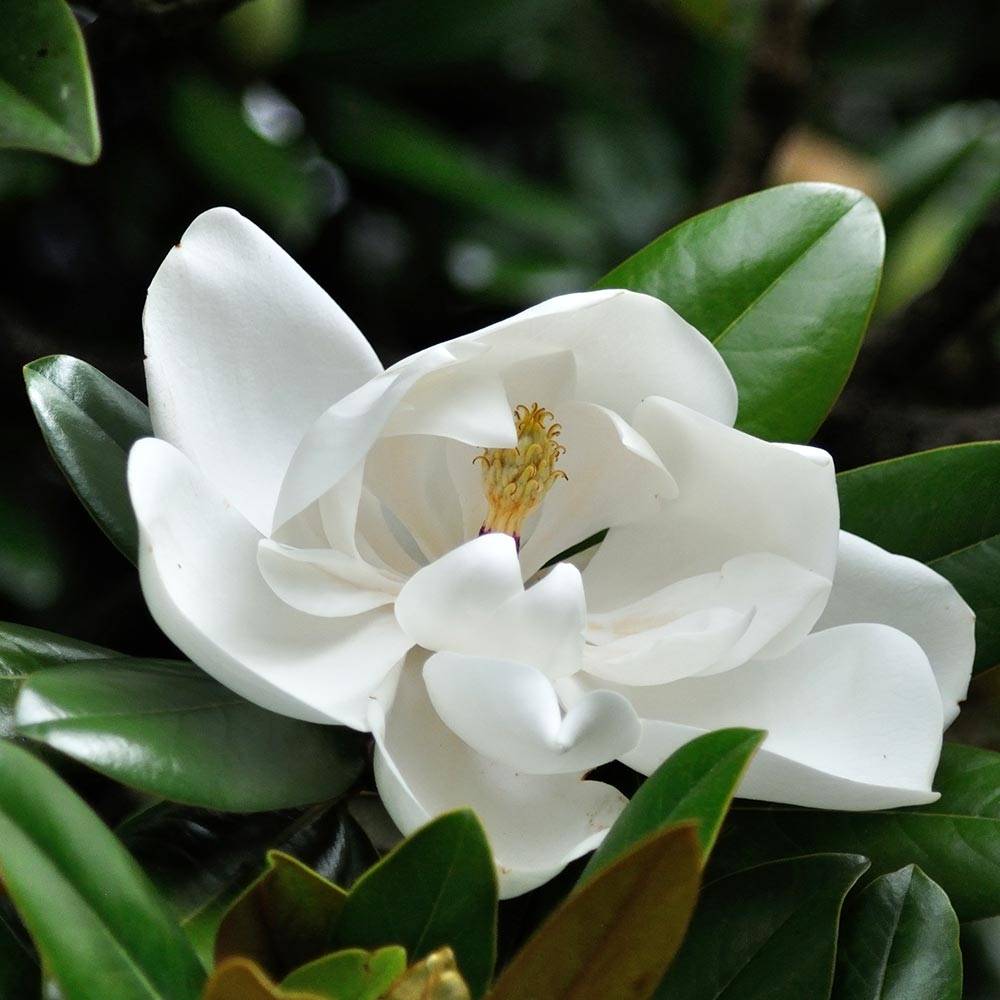 Promesse de Fleurs - Magnolia grandiflora Double Nantais Pot de 1,5L/2L - Image 1