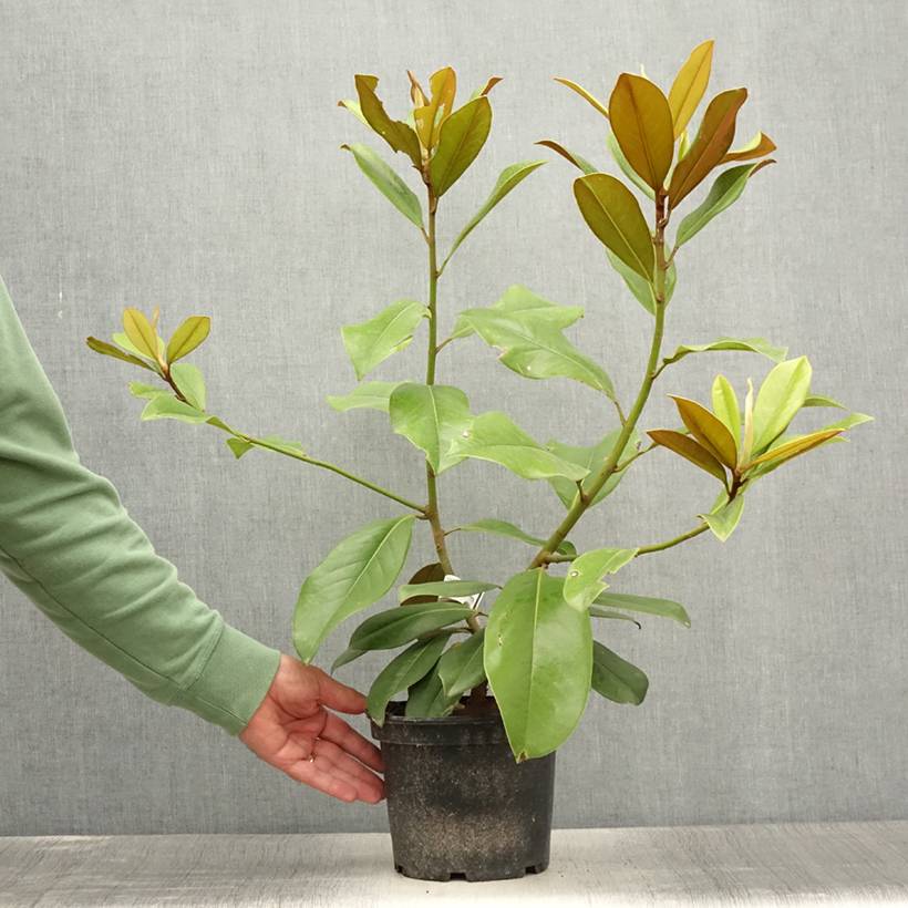 Promesse de Fleurs - Magnolia grandiflora Double Nantais Pot de 1,5L/2L - Image 2