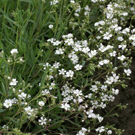Graines de Gypsophile rampante Alba - Gypsophila repens le sachet de 400 graines environ (0,4g)