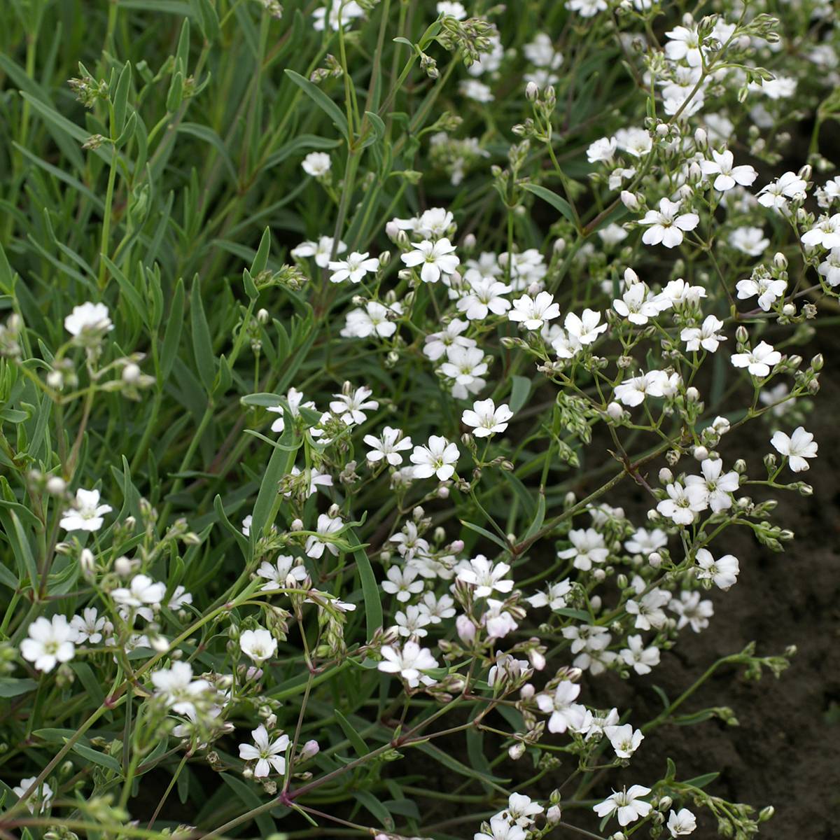 Graines de Gypsophile rampante Alba - Gypsophila repens le sachet de 400 graines environ (0,4g)