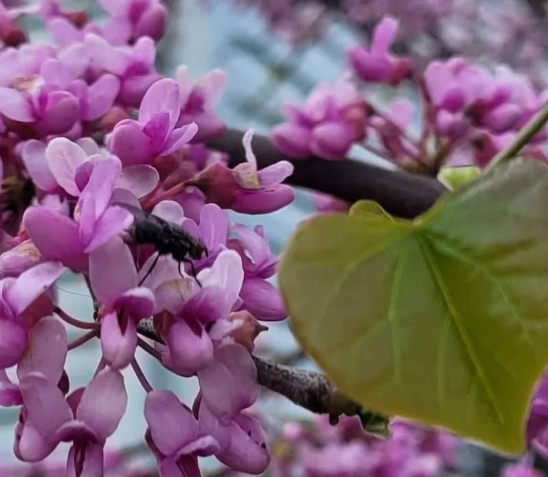 Sans Marque - Cercis canadensis (Gainier rouge, Gainier du Canada) Couleur floraison:Marron - Taille:Pot de 8L - 160/180cm