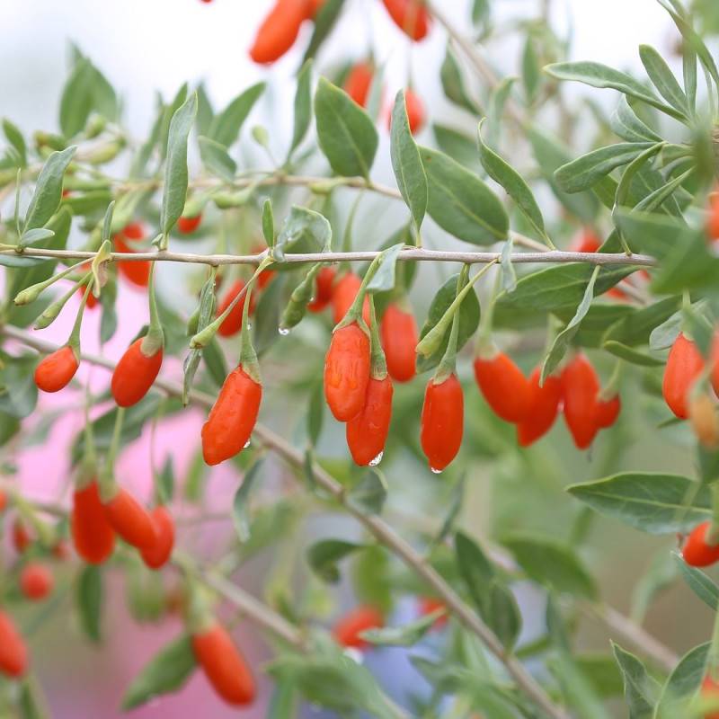 Baie de Goji Sweet Success® à fleurs Violette - feuillage Caduc - Pot de 3L - Echelle bambou 60/120 cm-  hauteur à maturité De 2,00 m à 2,50 m - Imagen 1