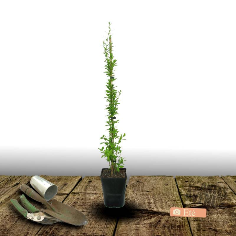 Baie de Goji Sweet Success® à fleurs Violette - feuillage Caduc - Pot de 3L - Echelle bambou 60/120 cm-  hauteur à maturité De 2,00 m à 2,50 m - Imagen 3