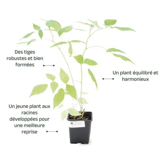 Framboisier 'Heritage' BIO (Rubus idaeus 'Heritage') - Godet 9cm - Pépinières Naudet - Image 3
