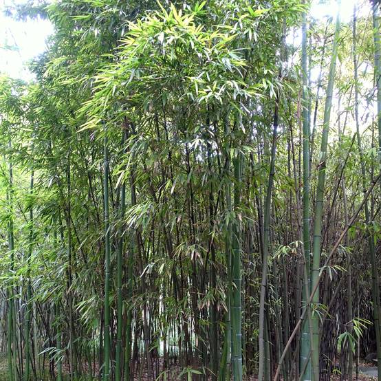 Phyllostachys iridescens - Bambou géant Pot de 4L/5L