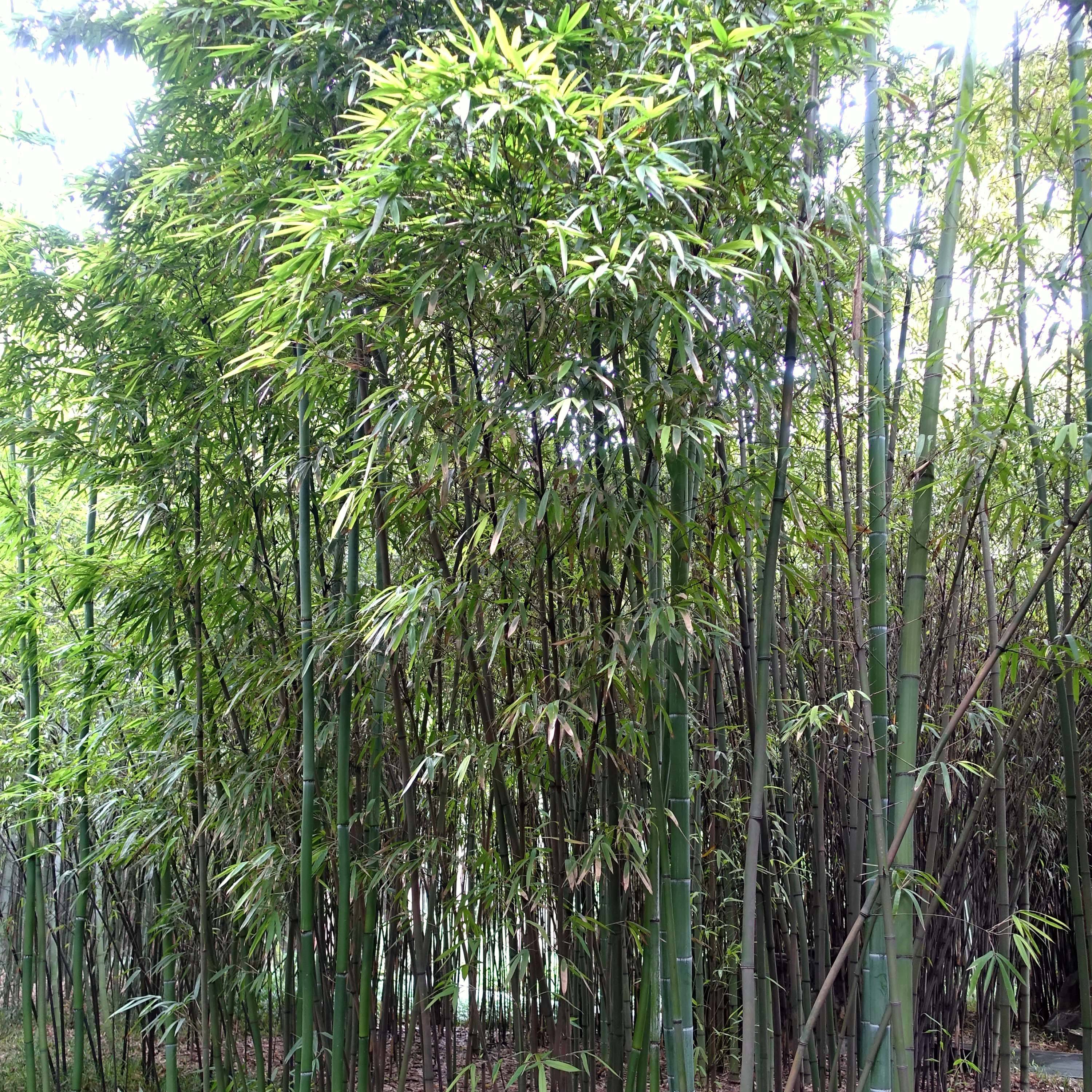 Promesse de Fleurs - Phyllostachys iridescens - Bambou géant Pot de 4L/5L