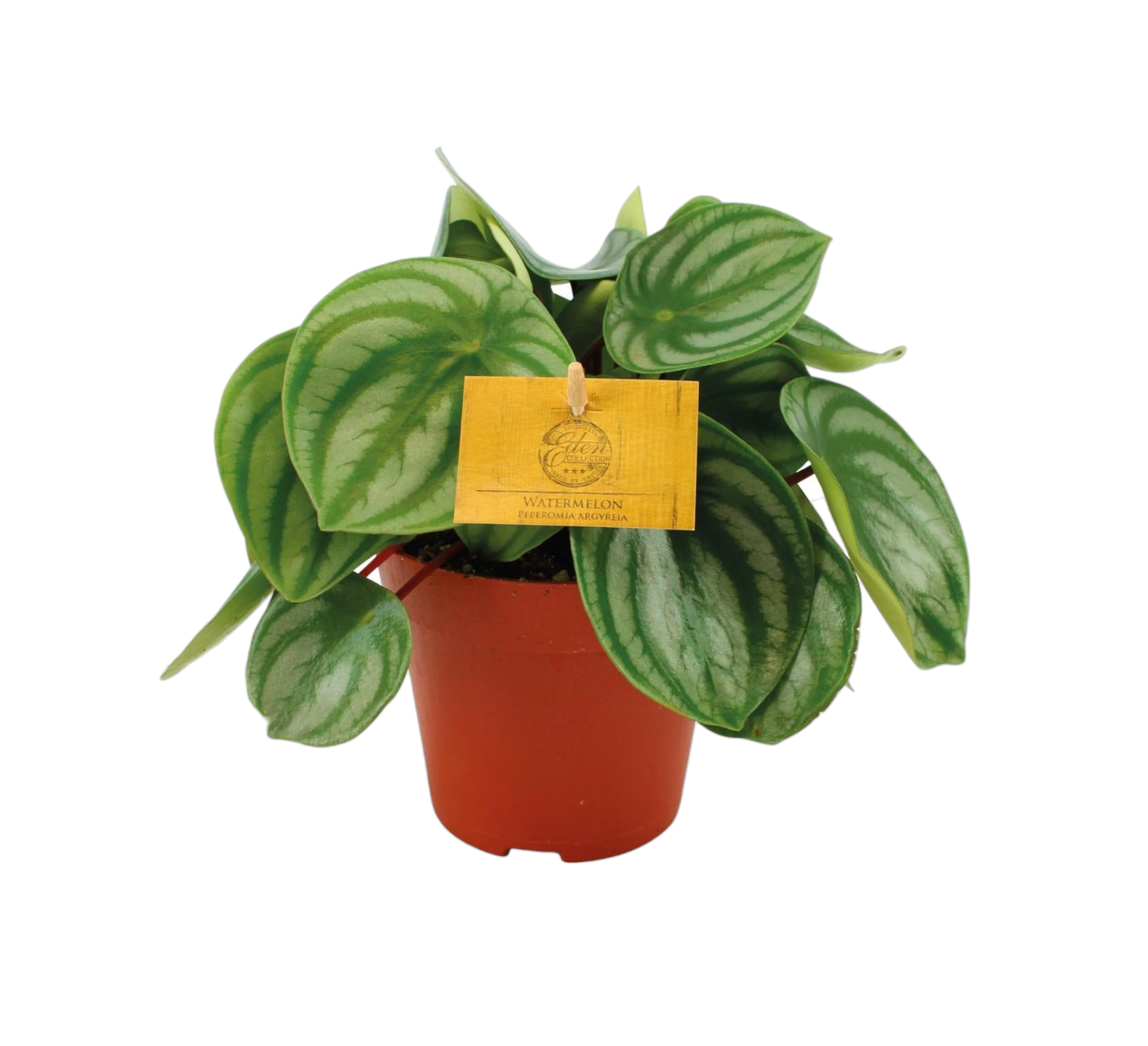 Peperomia Argyreia 20cm - Plante d'intérieur- La Green Touch - Image 1