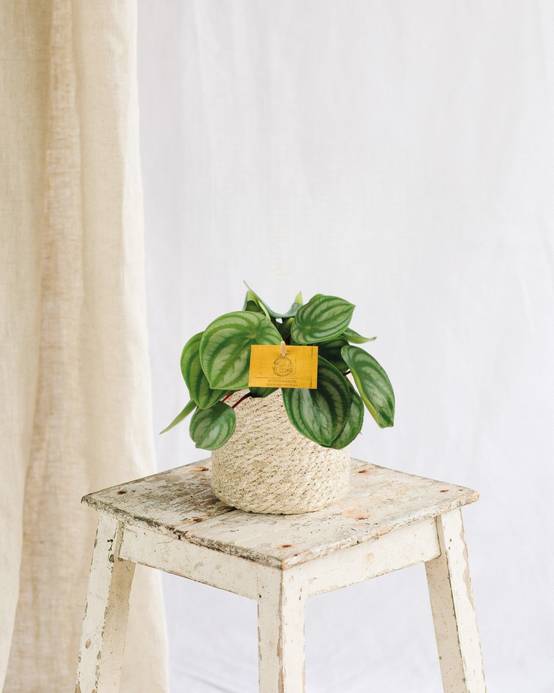 Peperomia Argyreia 20cm - Plante d'intérieur- La Green Touch - Image 2