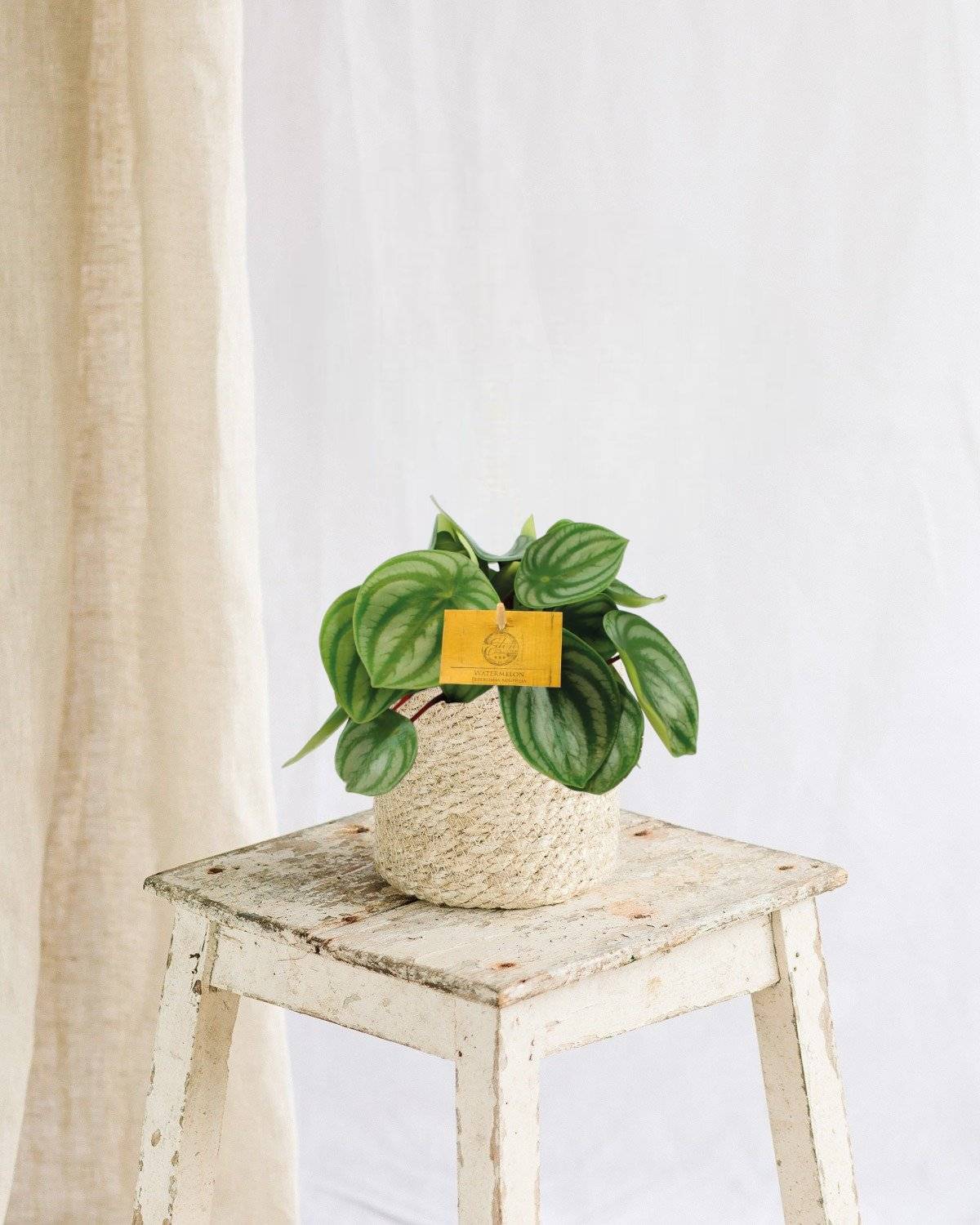 Peperomia Argyreia 20cm - Plante d'intérieur- La Green Touch - Image 2