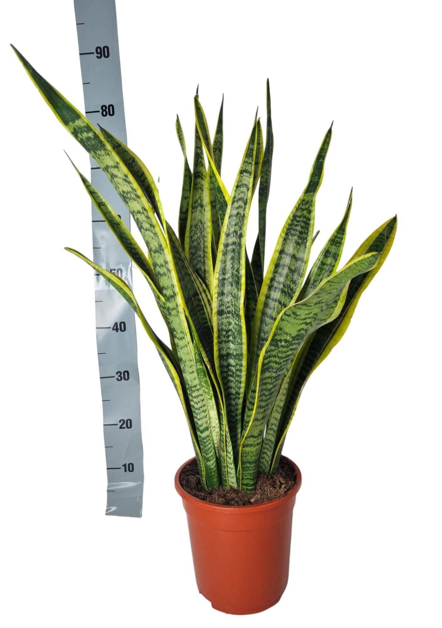 Sansevieria Laurentie - D21 H90cm