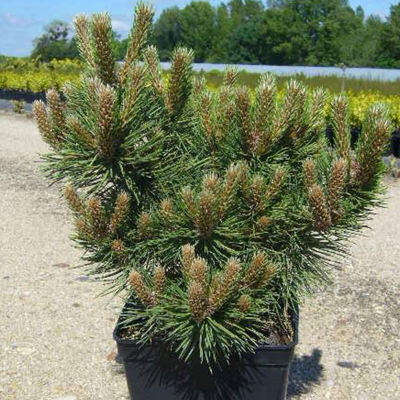 Pin noir d'Autriche nain, Pinus - Pot de 3L - 20/40 cm - Image 1