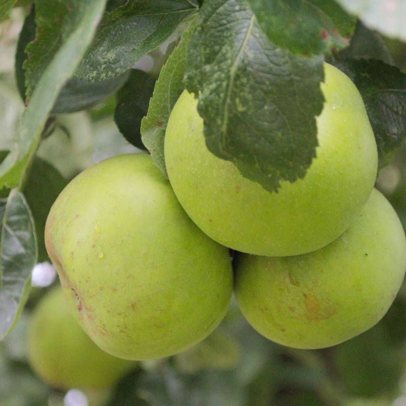 Pommier Reinette du Mans - Bon rendement - Pot de 12L - 1/2 tige - 150/175 cm - De 3,00 m à 5,00 m - Imagen 5