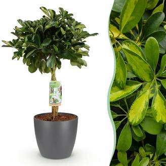 Schefflera Gold Capelle - Pot de 21cm - Hauteur 70-81cm - Gris - Plantes d'intérieur