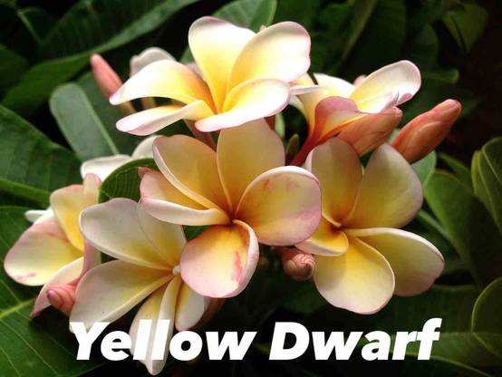 Sans Marque - Plumeria rubra "Jaune nain" (frangipanier) Taille:Pot de 2 litres ? 20/30 cm - Couleur floraison:jaune et blanc