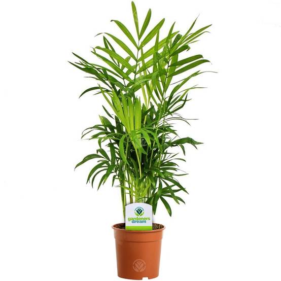 Gardenersdream - Assortiment De Plantes D'Intérieur - 3 Plantes – Superbe Plantes Vivantes En Pot Pour La Maison Ou Le Bureau (Assortiment A) - GardenersDream - Image 4