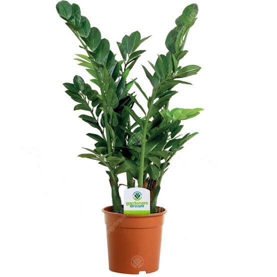 Gardenersdream - Assortiment De Plantes D'Intérieur - 3 Plantes – Superbe Plantes Vivantes En Pot Pour La Maison Ou Le Bureau (Assortiment A) - GardenersDream - Image 3
