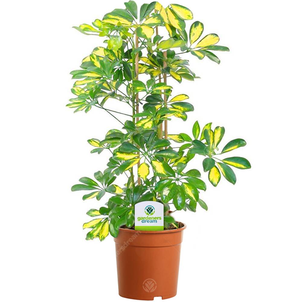 Gardenersdream - Assortiment De Plantes D'Intérieur - 3 Plantes – Superbe Plantes Vivantes En Pot Pour La Maison Ou Le Bureau (Assortiment A) - GardenersDream - Imagen 2