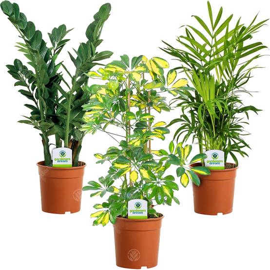Gardenersdream - Assortiment De Plantes D'Intérieur - 3 Plantes – Superbe Plantes Vivantes En Pot Pour La Maison Ou Le Bureau (Assortiment A) - GardenersDream - Image 1