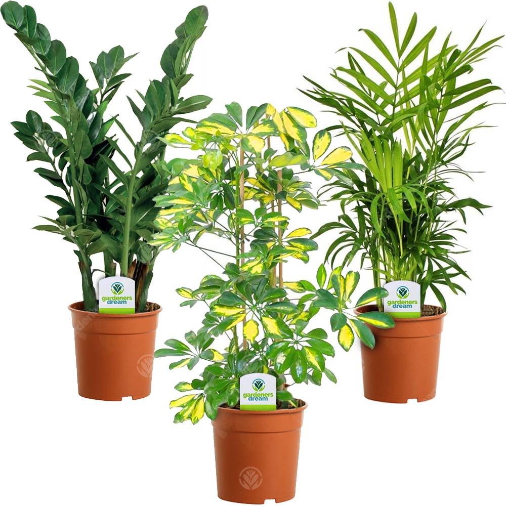 Gardenersdream - Assortiment De Plantes D'Intérieur - 3 Plantes – Superbe Plantes Vivantes En Pot Pour La Maison Ou Le Bureau (Assortiment A) - GardenersDream - Imagen 1