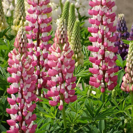 Graines de Lupin vivace de Russel La Châtelaine le sachet de 60 graines environ (1,5g)
