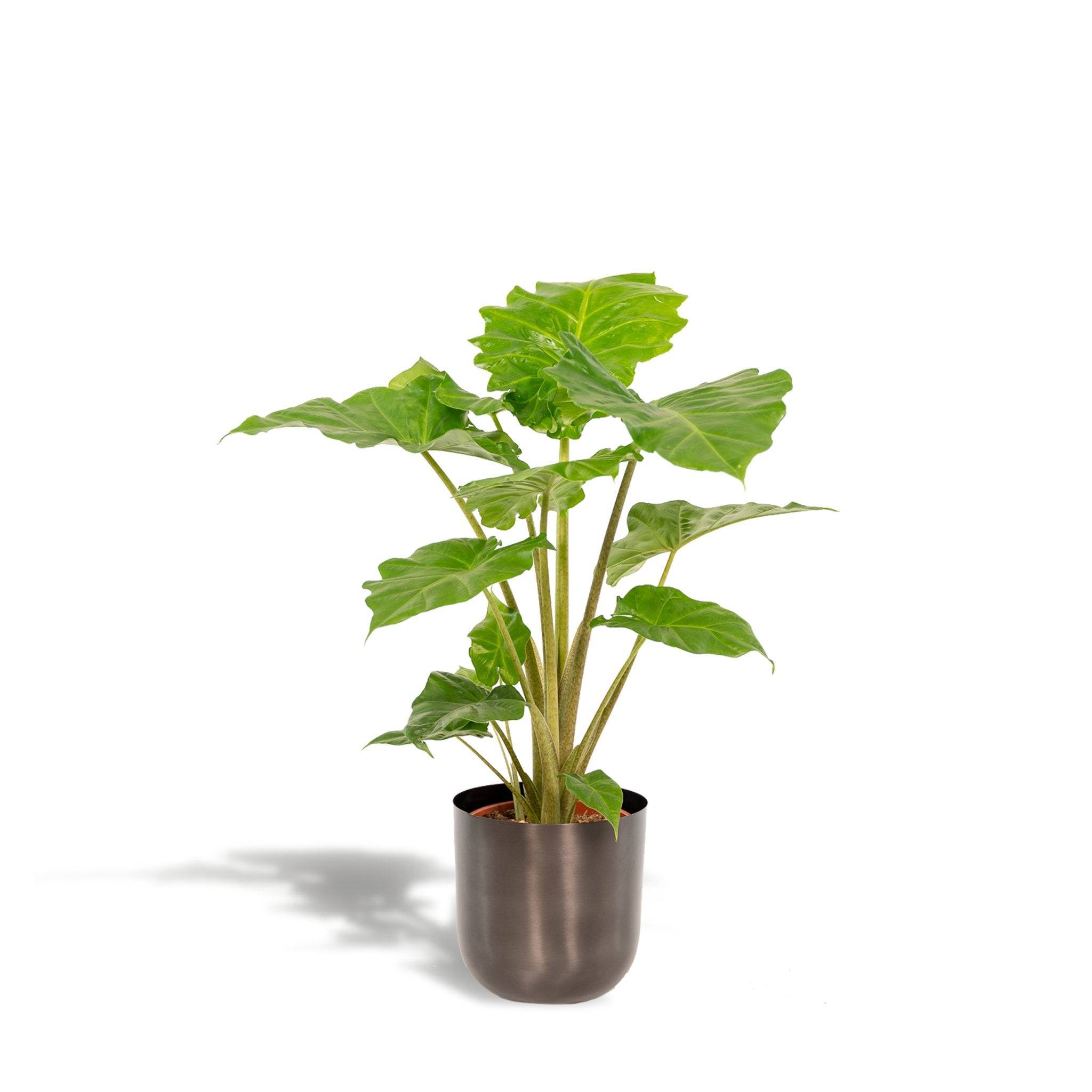 La Green Touch - Alocasia Portodora et son cache-pot noir 80cm - Plante d'intérieur- La Green Touch - Imagen 2