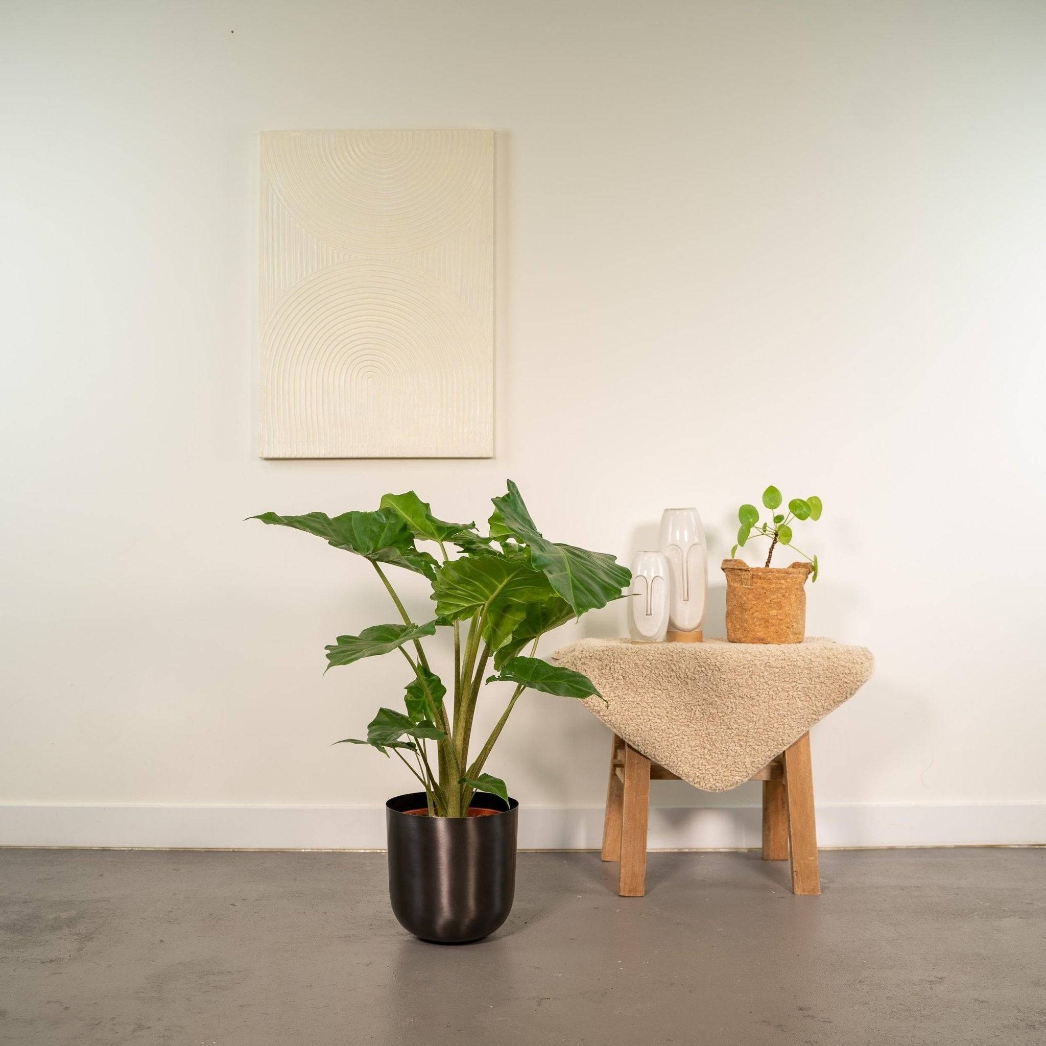 La Green Touch - Alocasia Portodora et son cache-pot noir 80cm - Plante d'intérieur- La Green Touch - Imagen 3