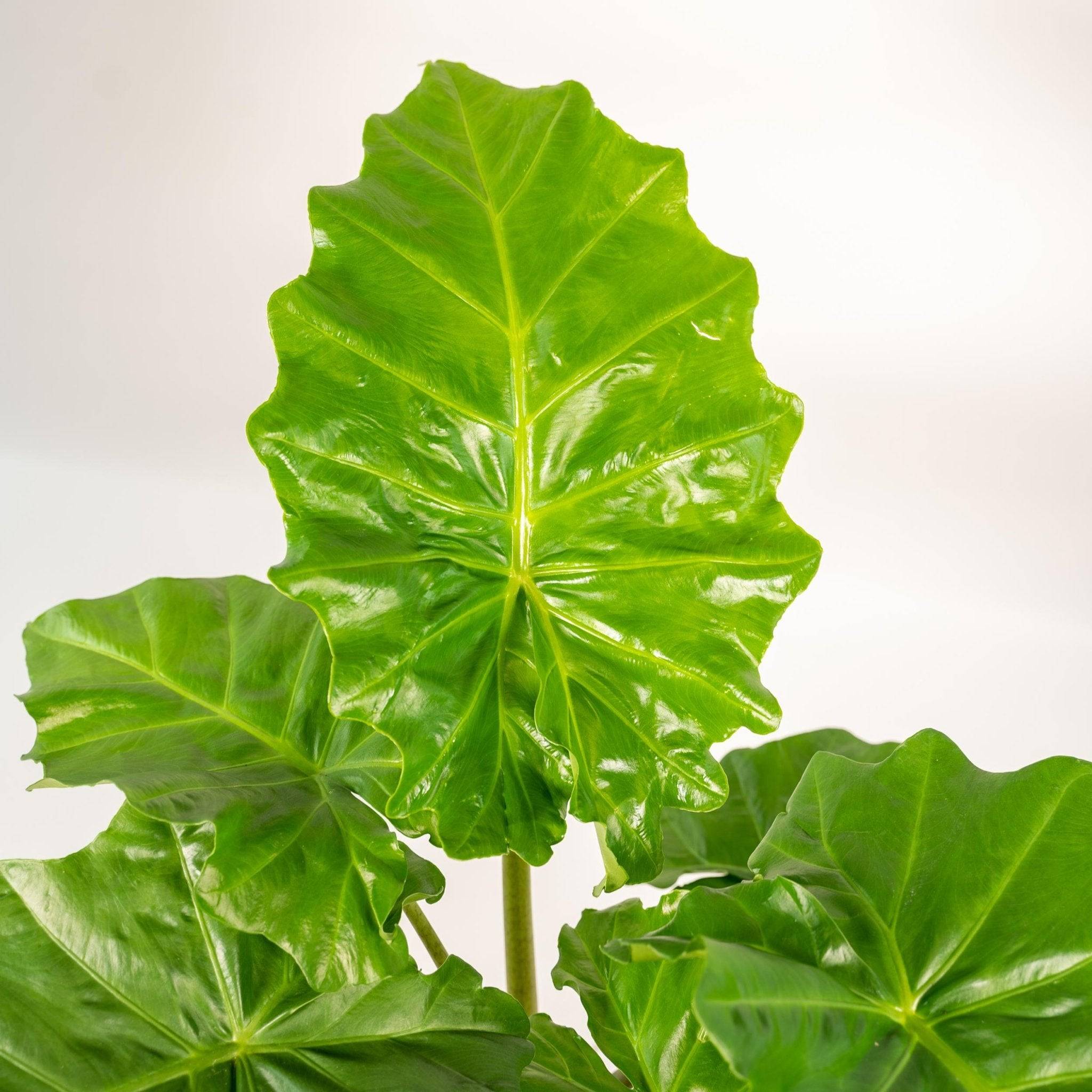 La Green Touch - Alocasia Portodora et son cache-pot noir 80cm - Plante d'intérieur- La Green Touch - Imagen 4
