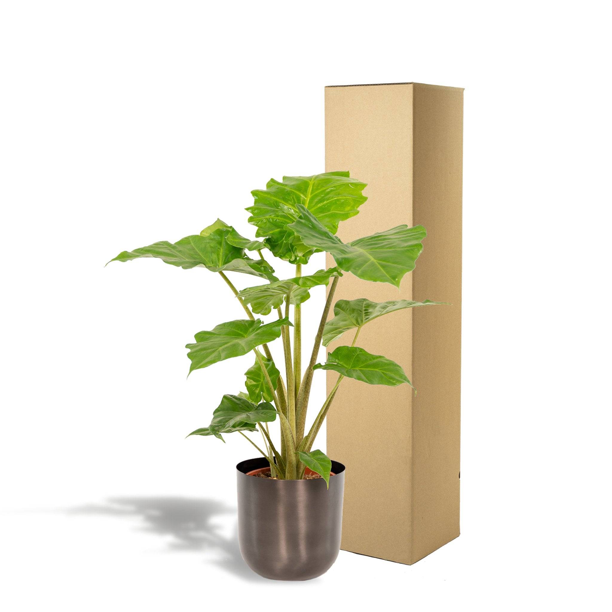 La Green Touch - Alocasia Portodora et son cache-pot noir 80cm - Plante d'intérieur- La Green Touch - Imagen 6