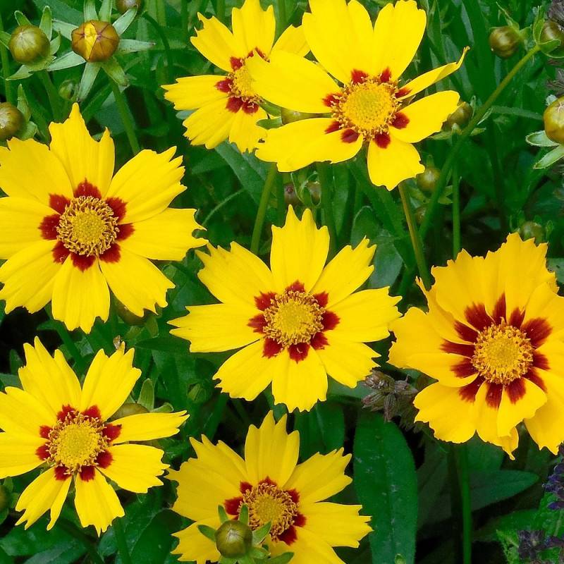 Coréopsis Sunfire, Coréopsis à grandes fleurs à fleurs Jaune/Orange - feuillage Caduc - Pot de 3L - 20/40 cm