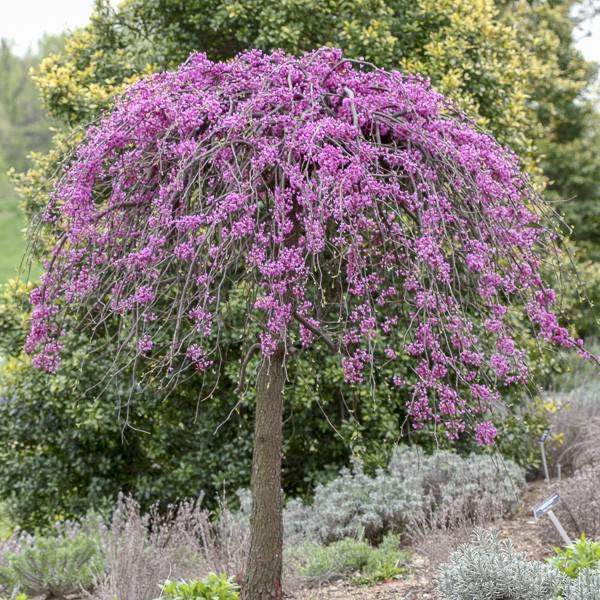 Cercis canadensis Cascading Hearts - Gainier du Canada Pot de 7,5L/10L - Image 1