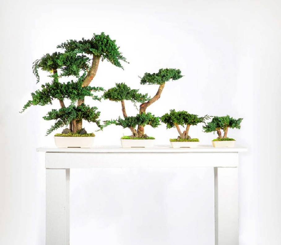 Bonsaï Stabilisé d'Intérieur Procumbens  - 50 cm - Image 1