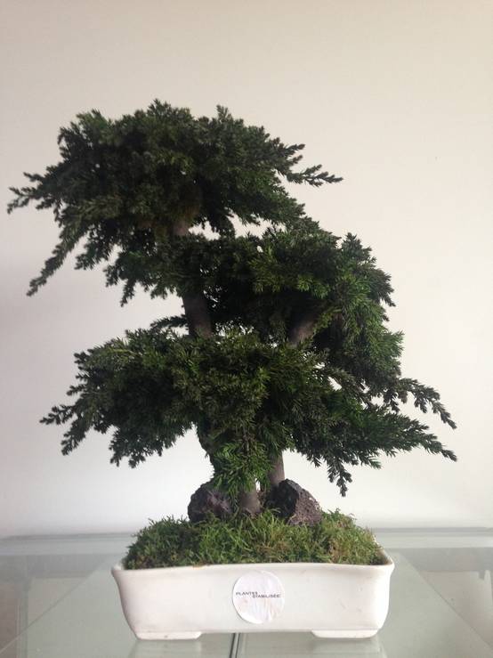 Bonsaï Stabilisé d'Intérieur Procumbens - 50 cm - Image 2
