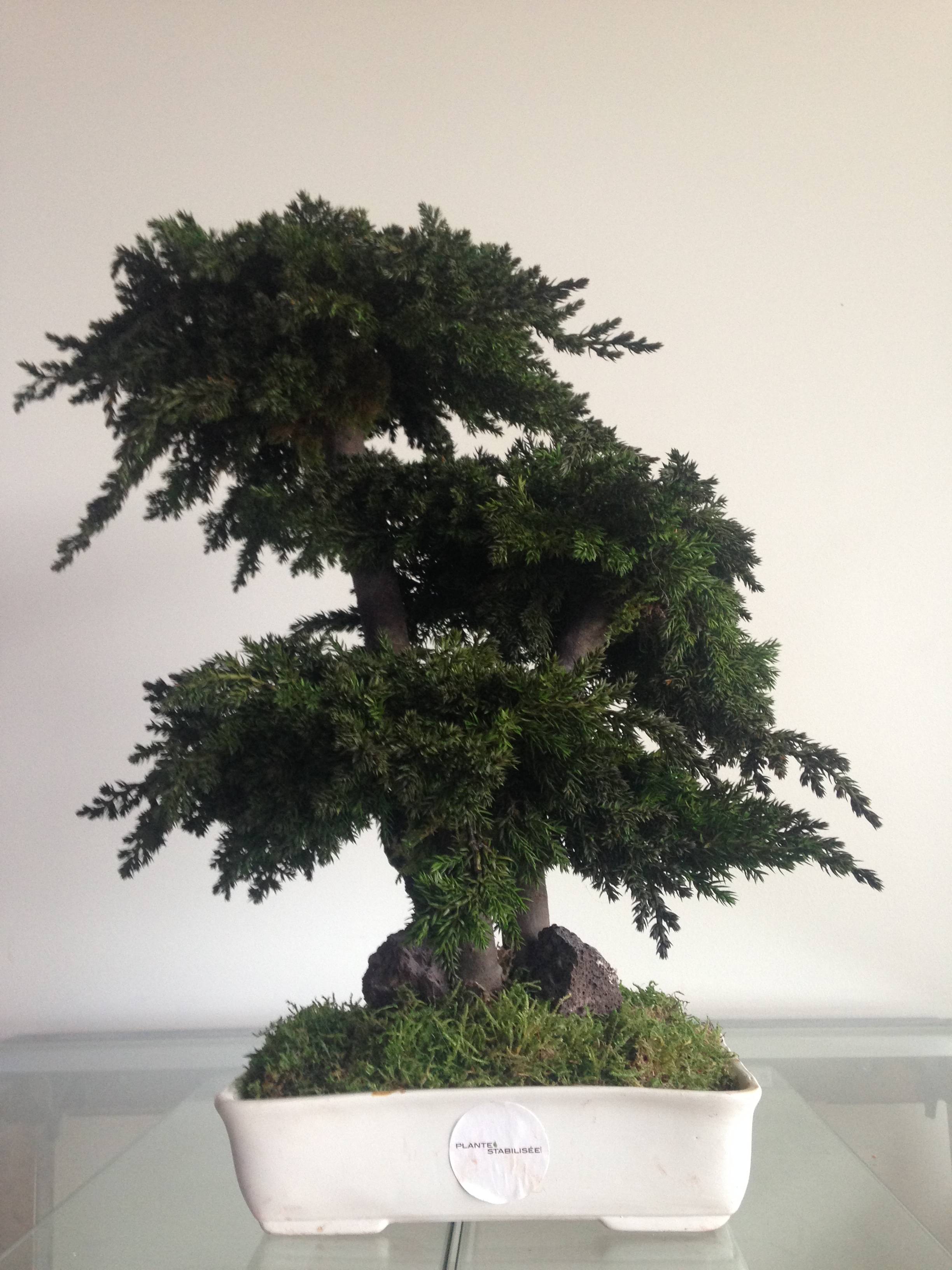 Bonsaï Stabilisé d'Intérieur Procumbens  - 50 cm - Image 2