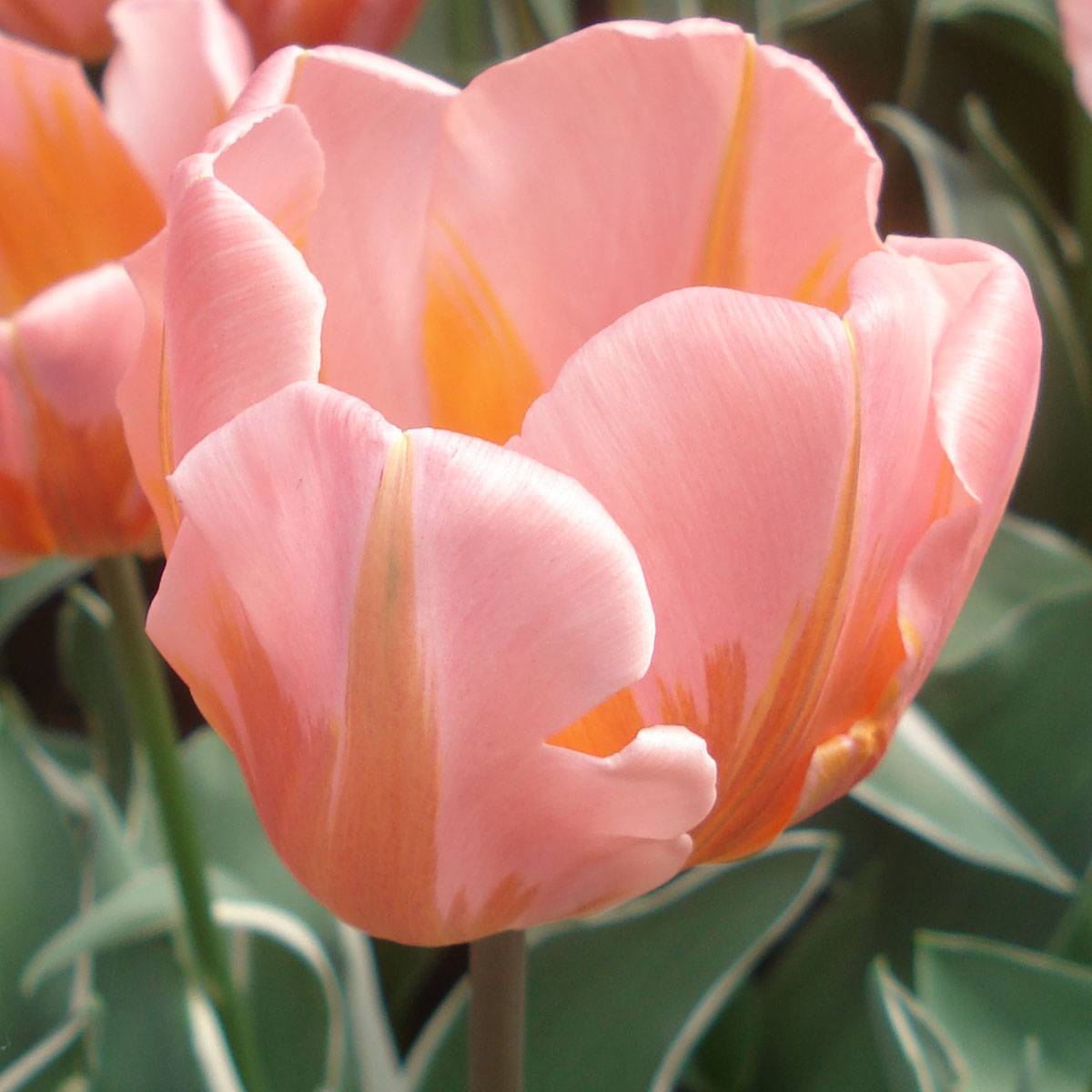 Promesse de Fleurs - Tulipe Triomphe Pretty Princess Bulbe calibre 11+ (par 10)