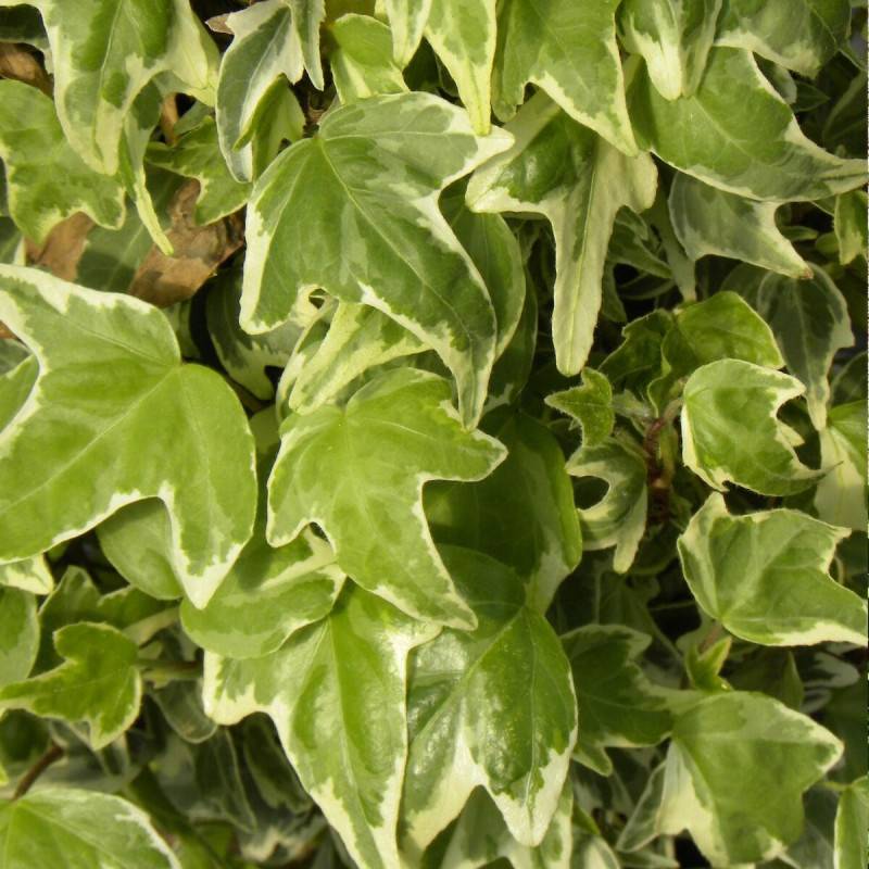 Lierre à patte d'oie Sagittifolia Variegata - Godet - 5/20 cm - Imagen 1