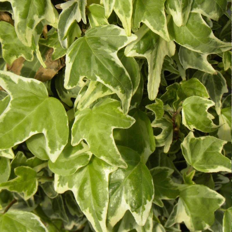 Lierre à patte d'oie Sagittifolia Variegata - Godet - 5/20 cm - Imagen 2