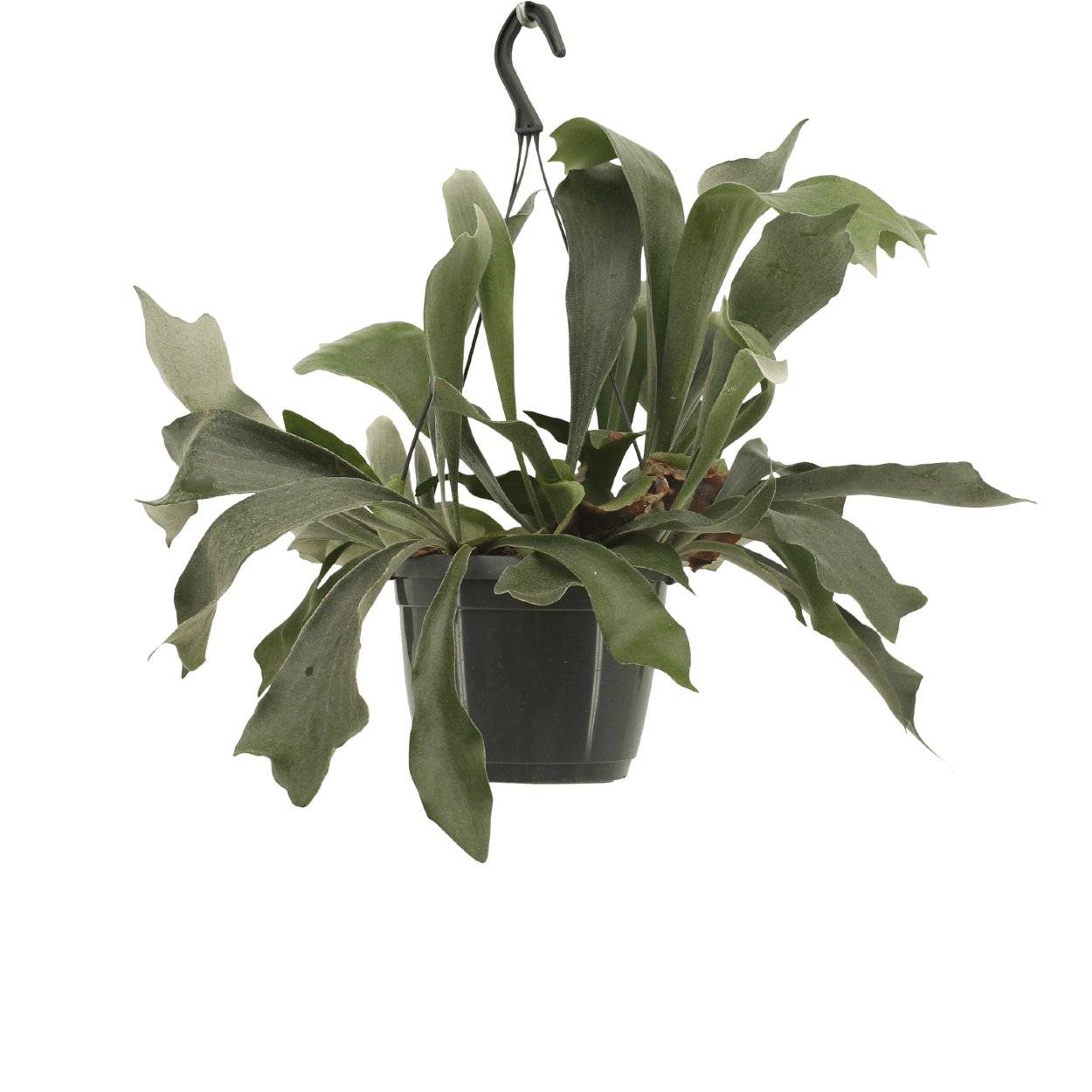 Platycerium Bifurcatum - D17 H30cm