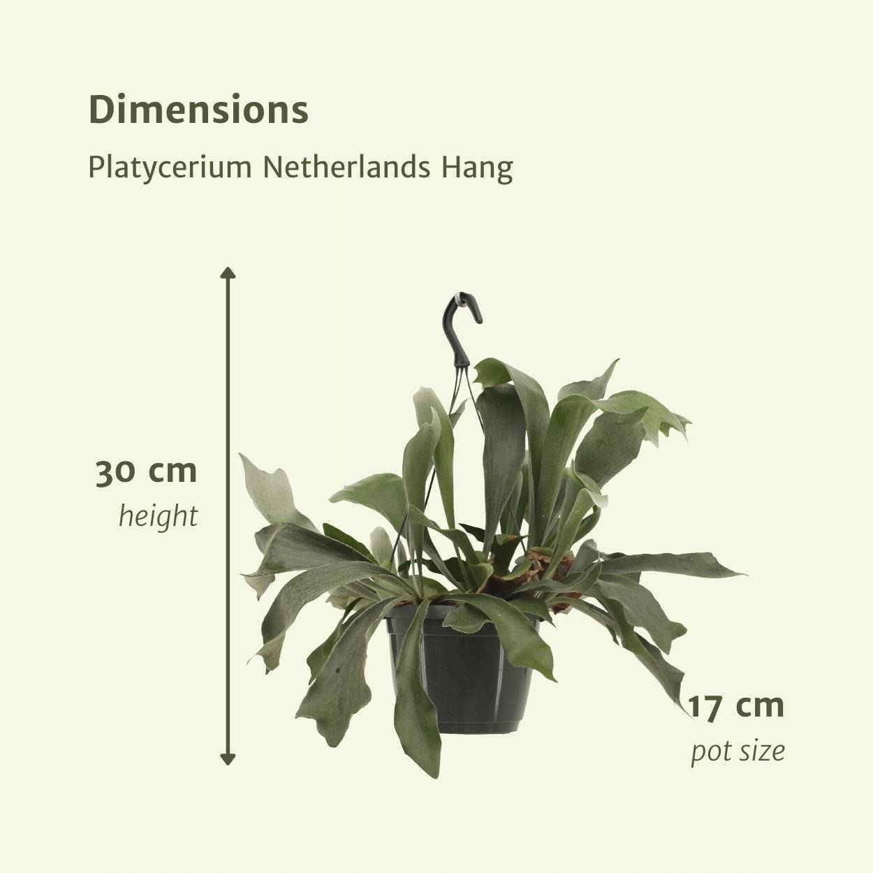 La Green Touch - Platycerium Bifurcatum - D17 H30cm - Image 4