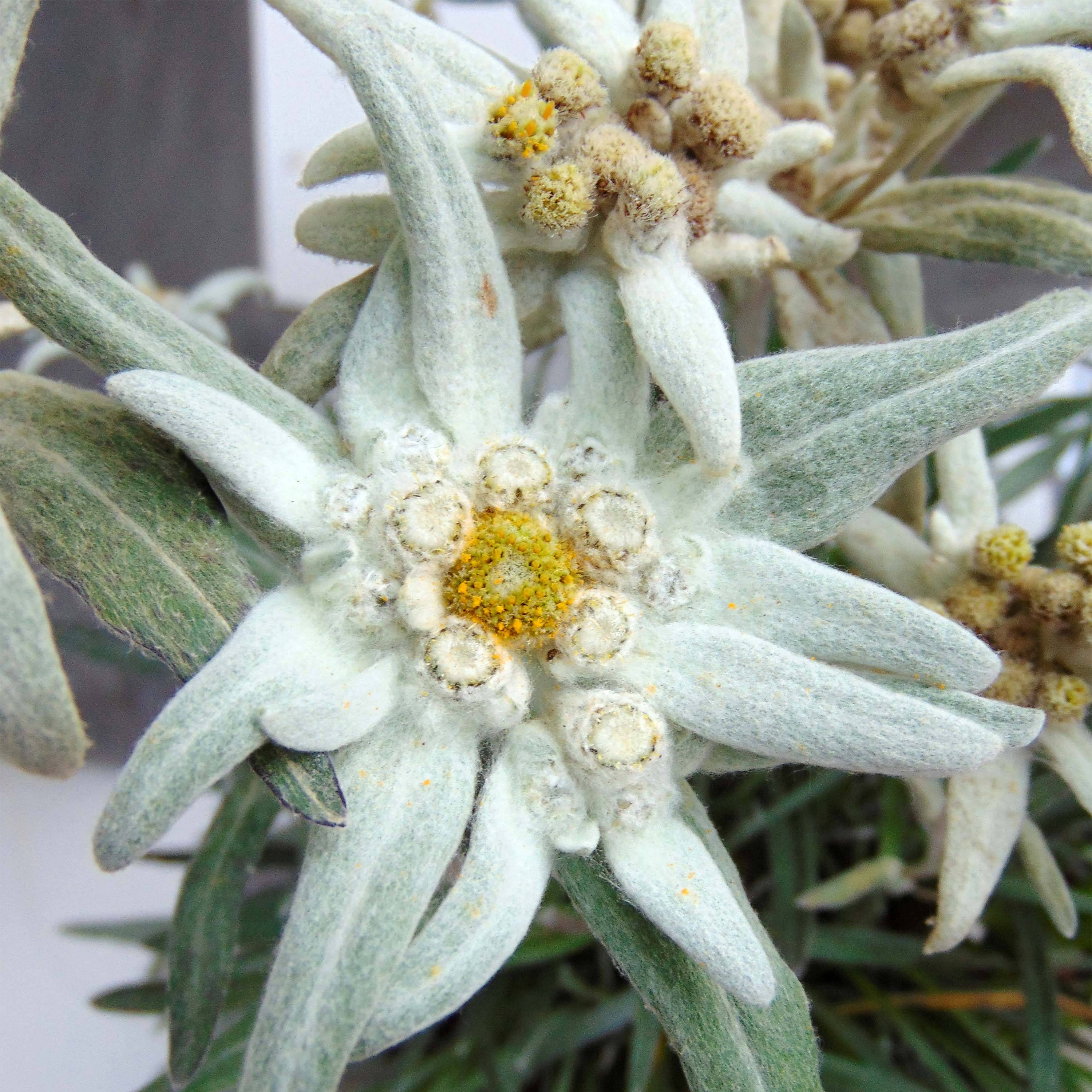 Leontopodium alpinum Blossom of Snow - Edelweiss des Alpes Godet de 8/9 cm